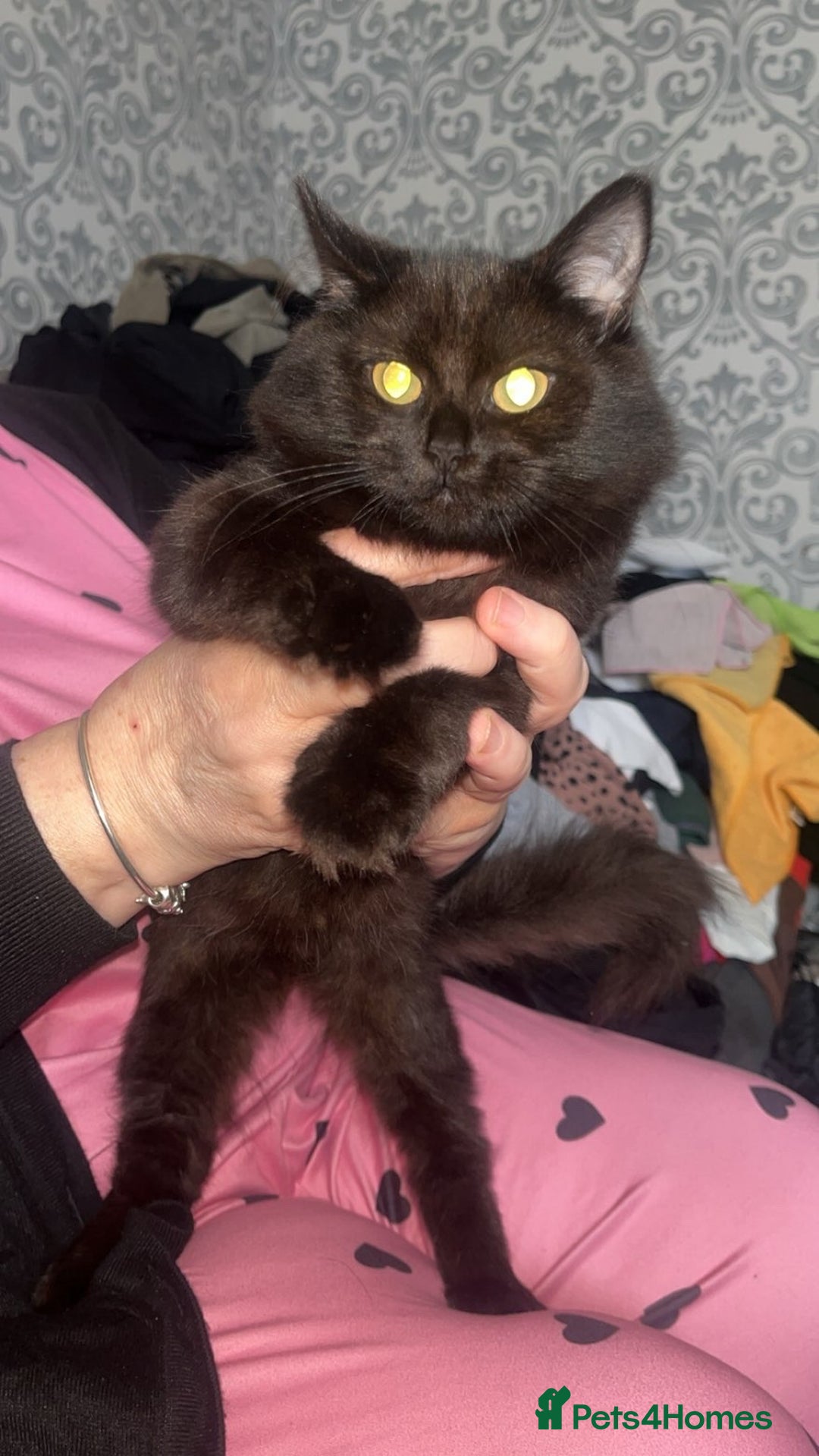 Mixed Breed cats for sale: 2 beautiful maincoone mixed breed kittens s - Image 2