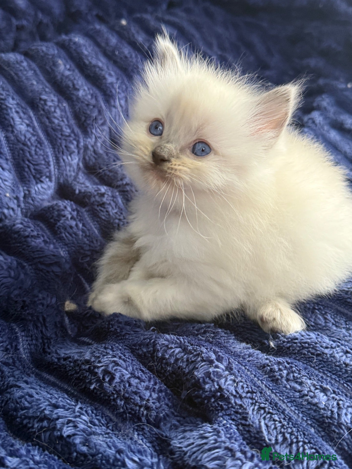 Ragdoll cats for sale: Pure ragdoll kittens - Advert 1