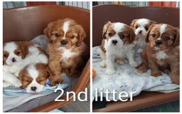 Cavalier King Charles Spaniel dogs for stud: CKCS STUD DOG/ DNA / CHAMPION LINES  - Image 9
