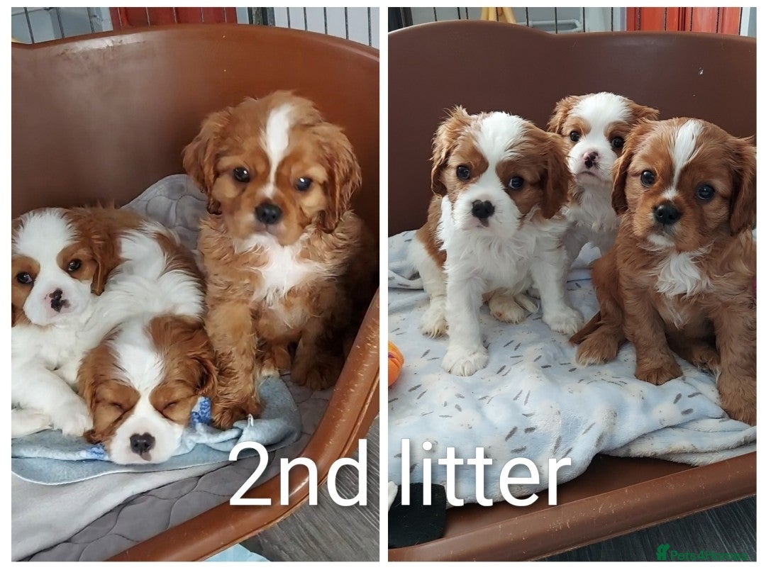 Cavalier King Charles Spaniel dogs for stud: CKCS STUD DOG/ DNA / CHAMPION LINES  - Image 9