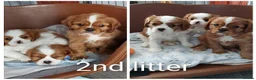 Cavalier King Charles Spaniel dogs for stud: CKCS STUD DOG/ DNA / CHAMPION LINES  - Advert 13