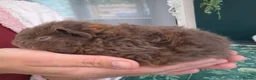 Guinea Pig rodents for sale: SOLD  - Advert 8