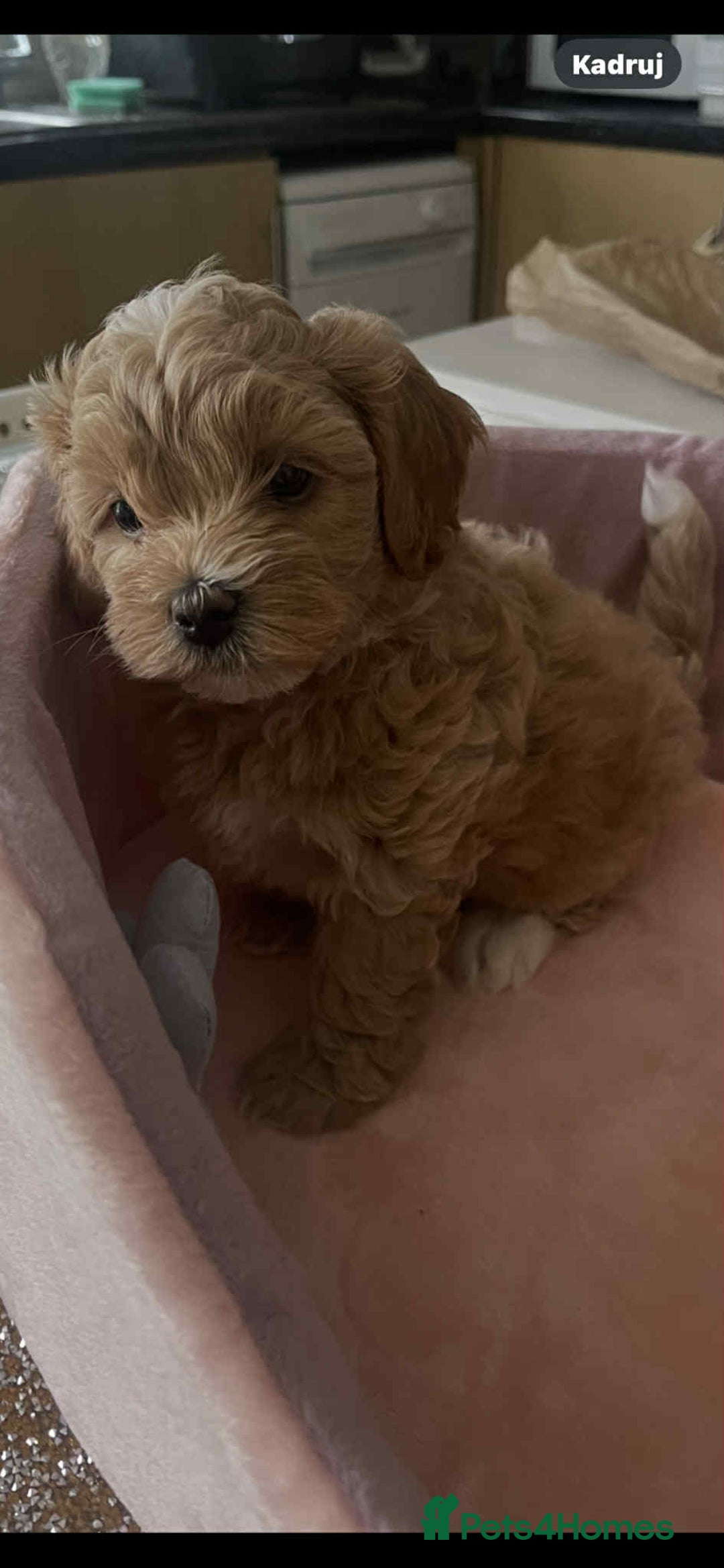 Maltipoo dogs for sale: Maltipoo puppies for sale  - Image 20