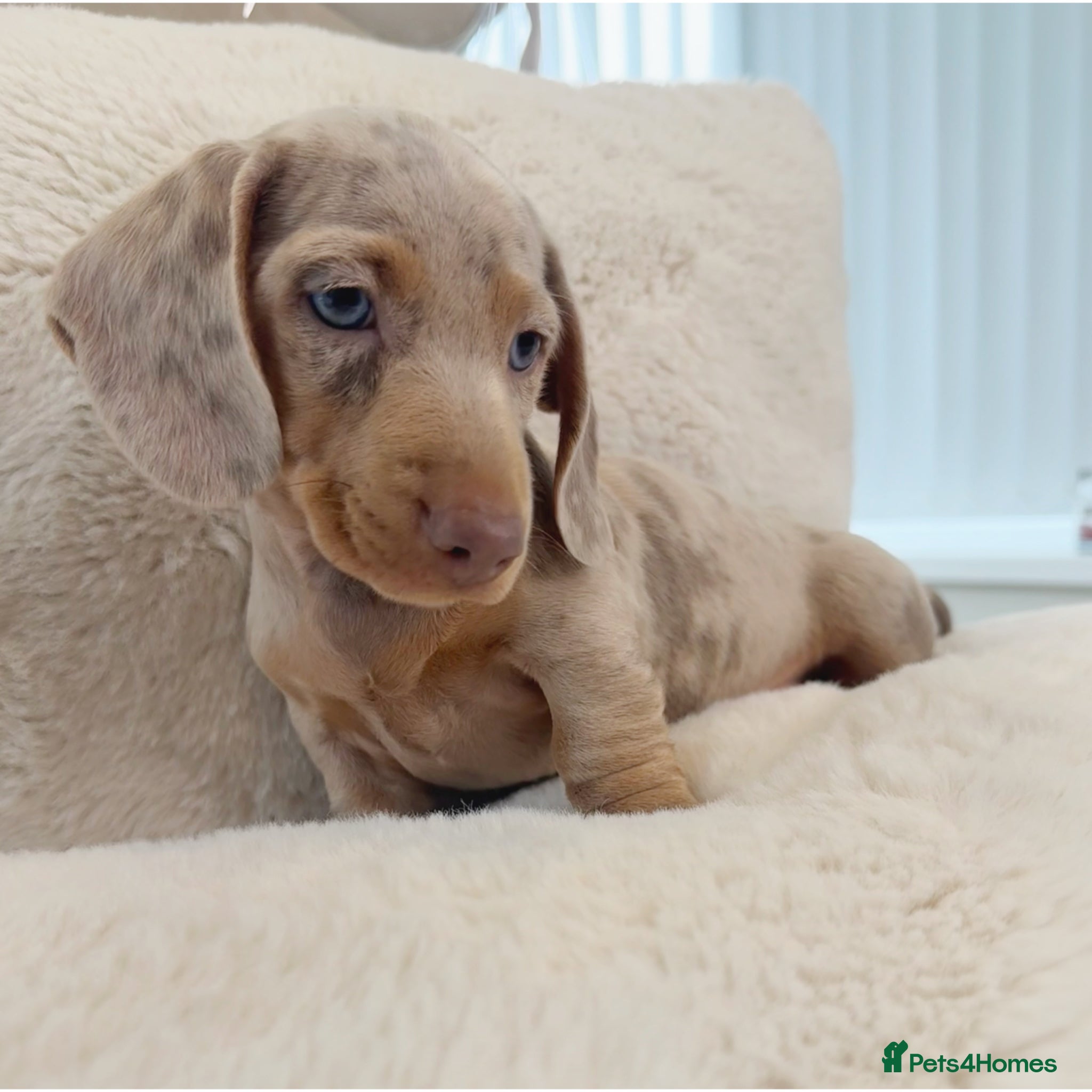Miniature Dachshund dogs READY NOW KC Miniature Dachshunds 1 BOY LEFT    - Advert 2