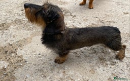 Miniature Dachshund dogs for stud: MINIATURE WIRE HAIRED DACHSHUND STUD !! PROVEN  in Manchester - Image 9