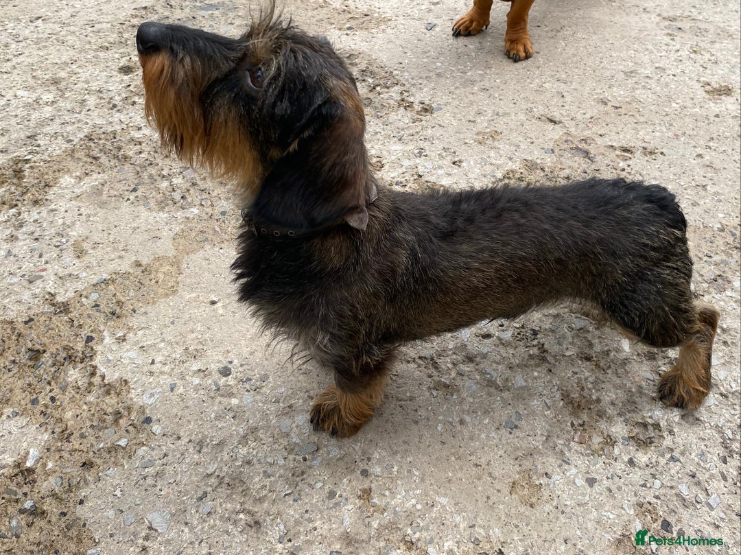 Miniature Dachshund dogs for stud: MINIATURE WIRE HAIRED DACHSHUND STUD !! PROVEN  in Manchester - Image 9