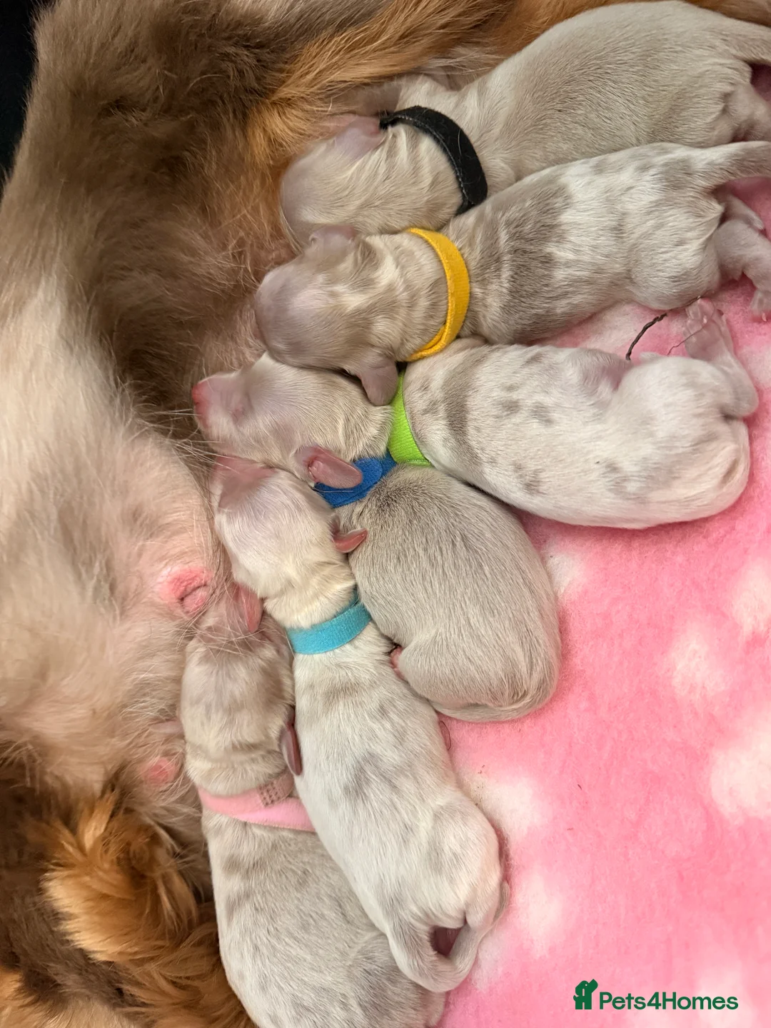 Miniature Dachshund dogs for sale: Long haired minature dachshunds - Advert 15