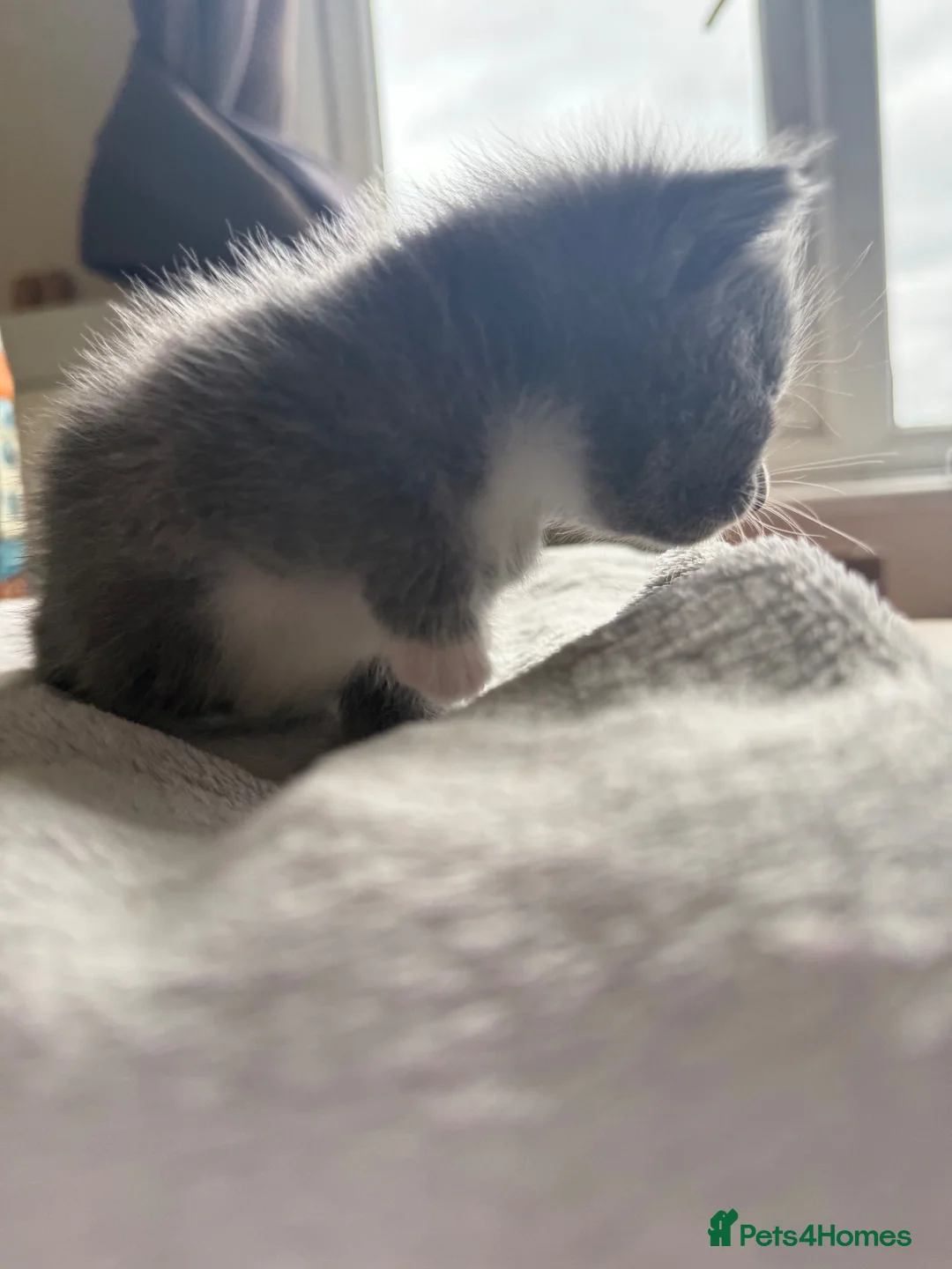 Mixed Breed cats for sale: Beautiful litter off 5 - Advert 13