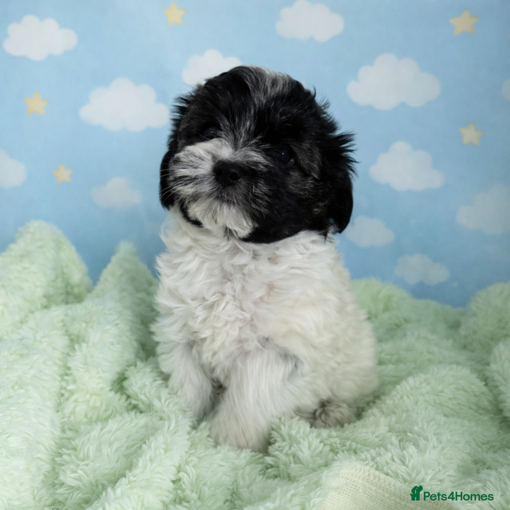 Maltese dogs Maltese x yorkie x 1 boy left  - Advert 3