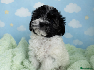 Maltese dogs Maltese x yorkie x 1 boy left - Advert 3