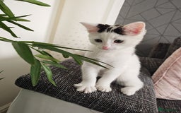Khao Manee cats for sale: Female mixed 7 months old  - Image 4
