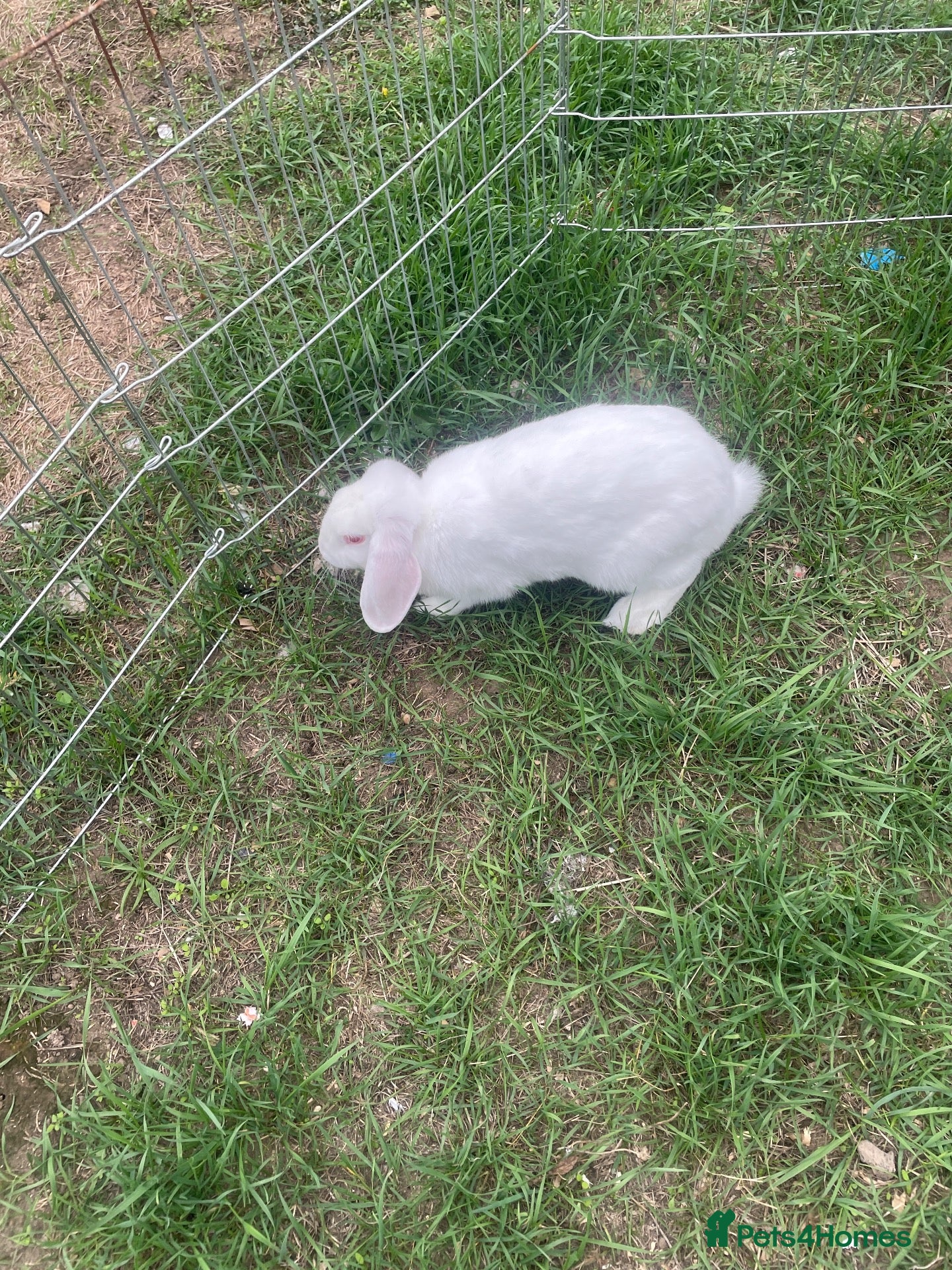 Mixed Breed rabbits Two female albino giant rabbits  - Advert 1