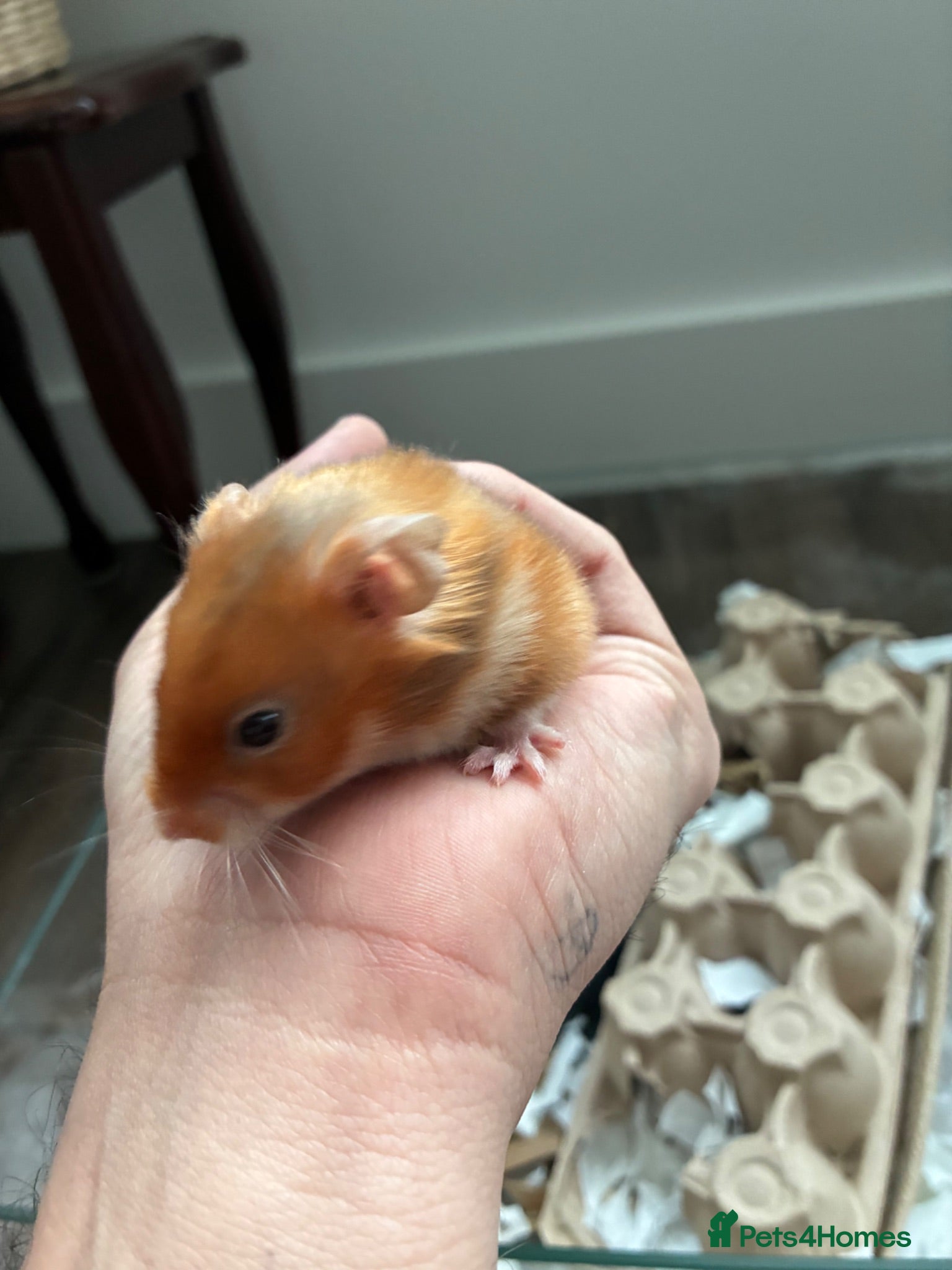 Hamster rodents Calm young hamster - Mocha  - Advert 1