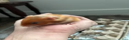 Hamster rodents for sale: Calm young hamster - Mocha  in Tonbridge - Advert 1
