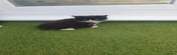 Mixed Breed cats for sale: Kiiten  - Advert 2