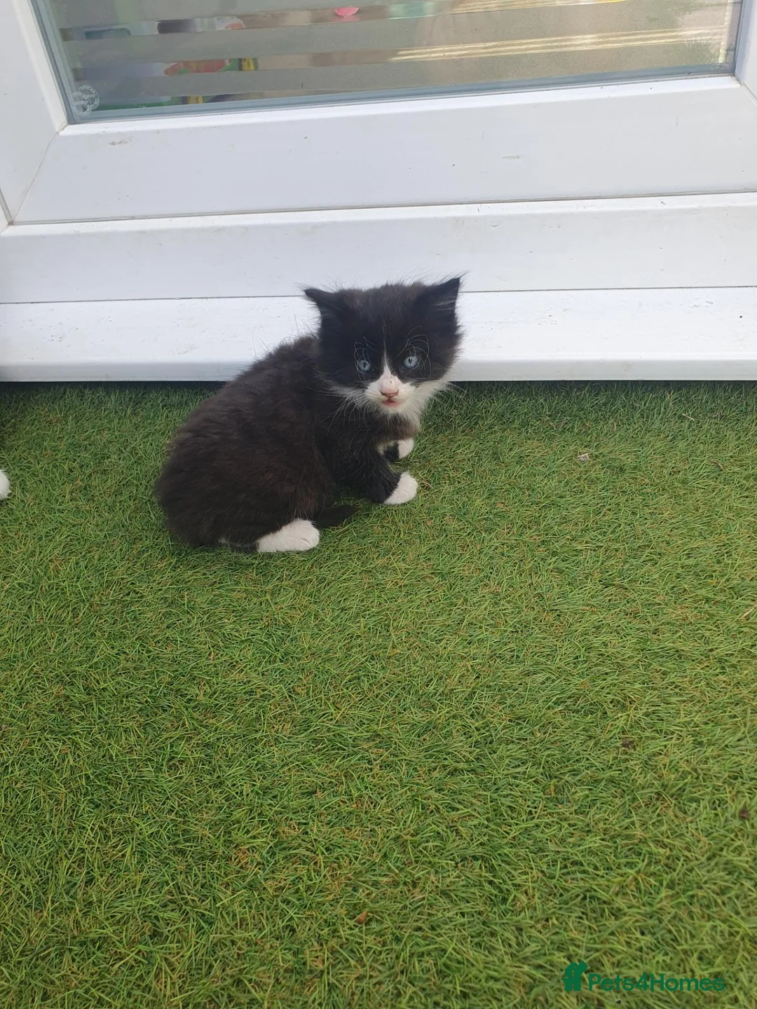 Mixed Breed cats for sale: Kiiten  - Advert 2