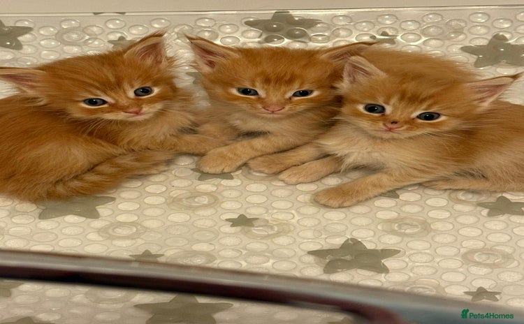 Maine Coon cats 5 fluffy full Maine Coon kittens. Ready mid Dec - Advert 14