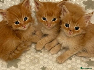 Maine Coon cats 5 fluffy full Maine Coon kittens. Ready mid Dec - Advert 11