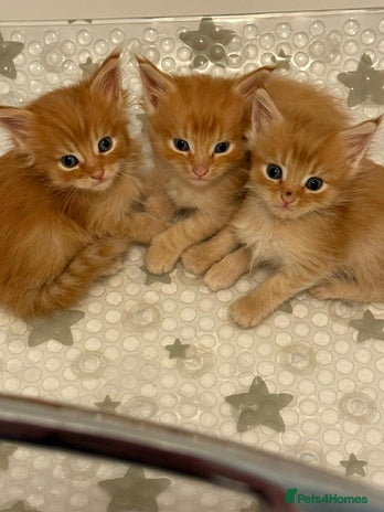 Maine Coon cats 5 fluffy full Maine Coon kittens. Ready mid Dec - Advert 14