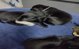 Labrador Retriever dogs for sale: Superb Active Family Dogs - Image 7
