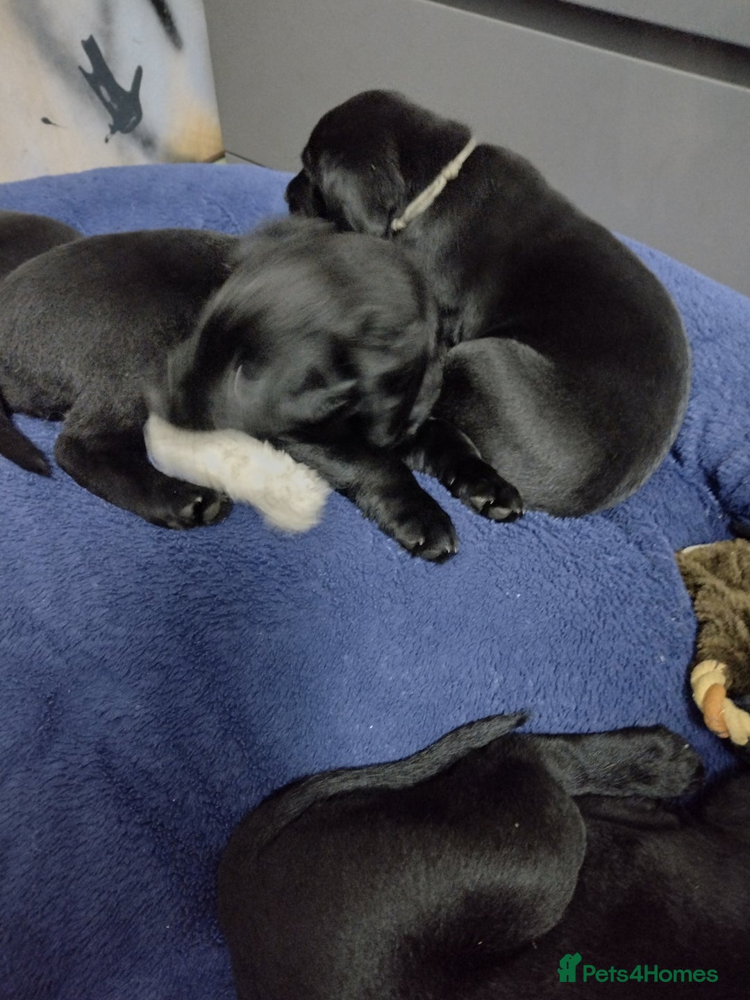 Labrador Retriever dogs for sale: Superb Active Family Dogs - Image 7