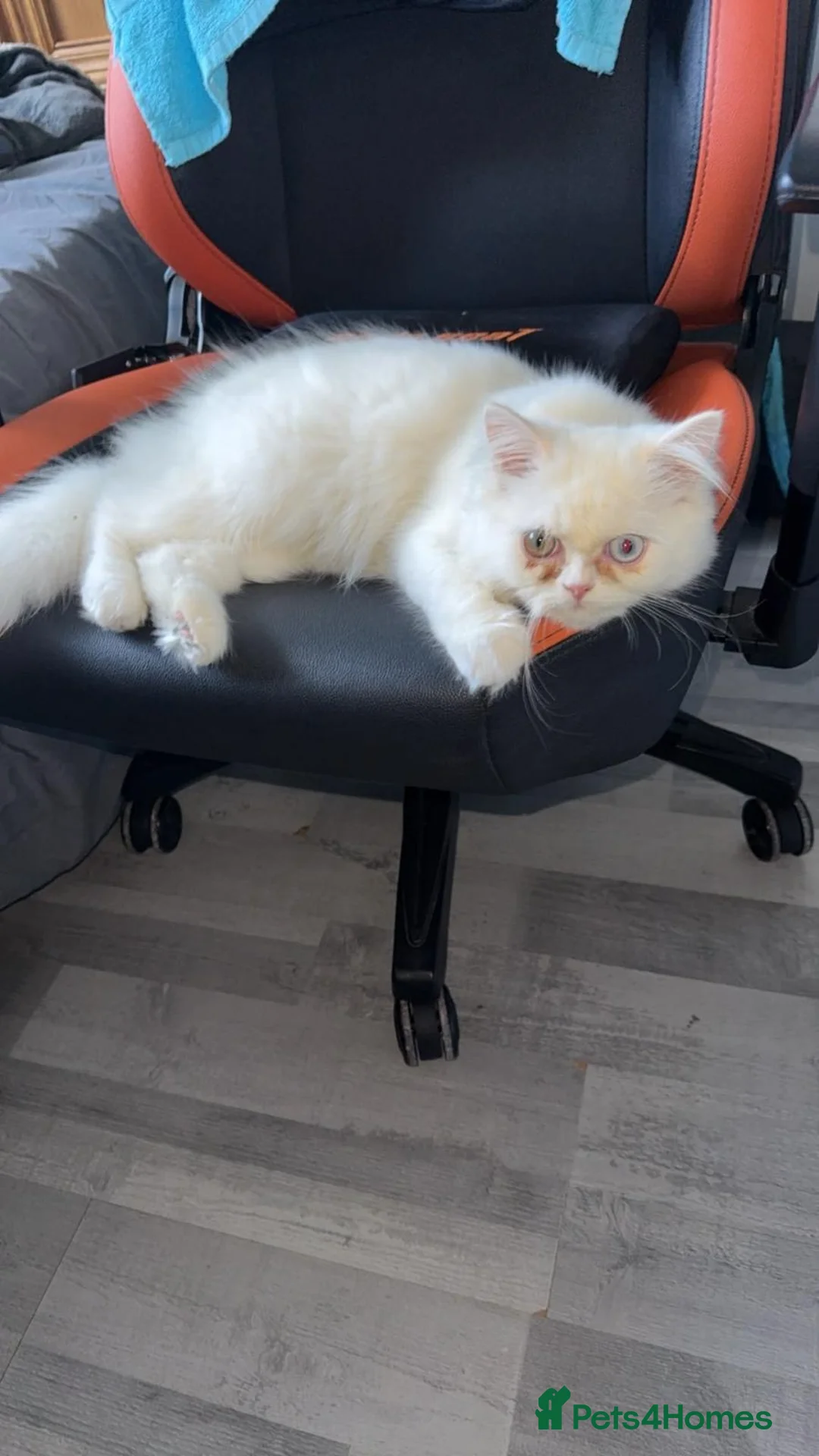 Persian cats for sale: Persian boy - Advert 1