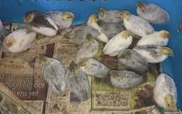 Quail poultry for sale: QUAILS EGGS/CHINESE PAINTED BUTTONS ! - Image 7