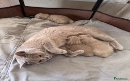 British Shorthair cats for sale: British shorthair kittens  - Image 8