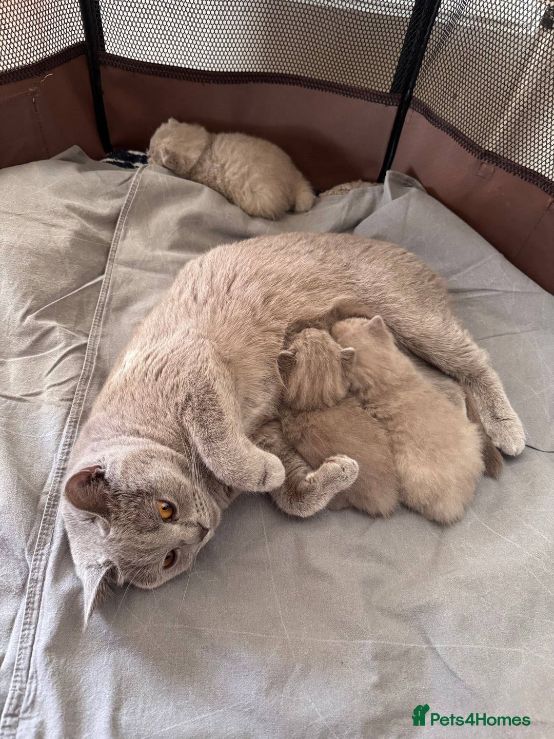 British Shorthair cats for sale: British shorthair kittens  - Image 8