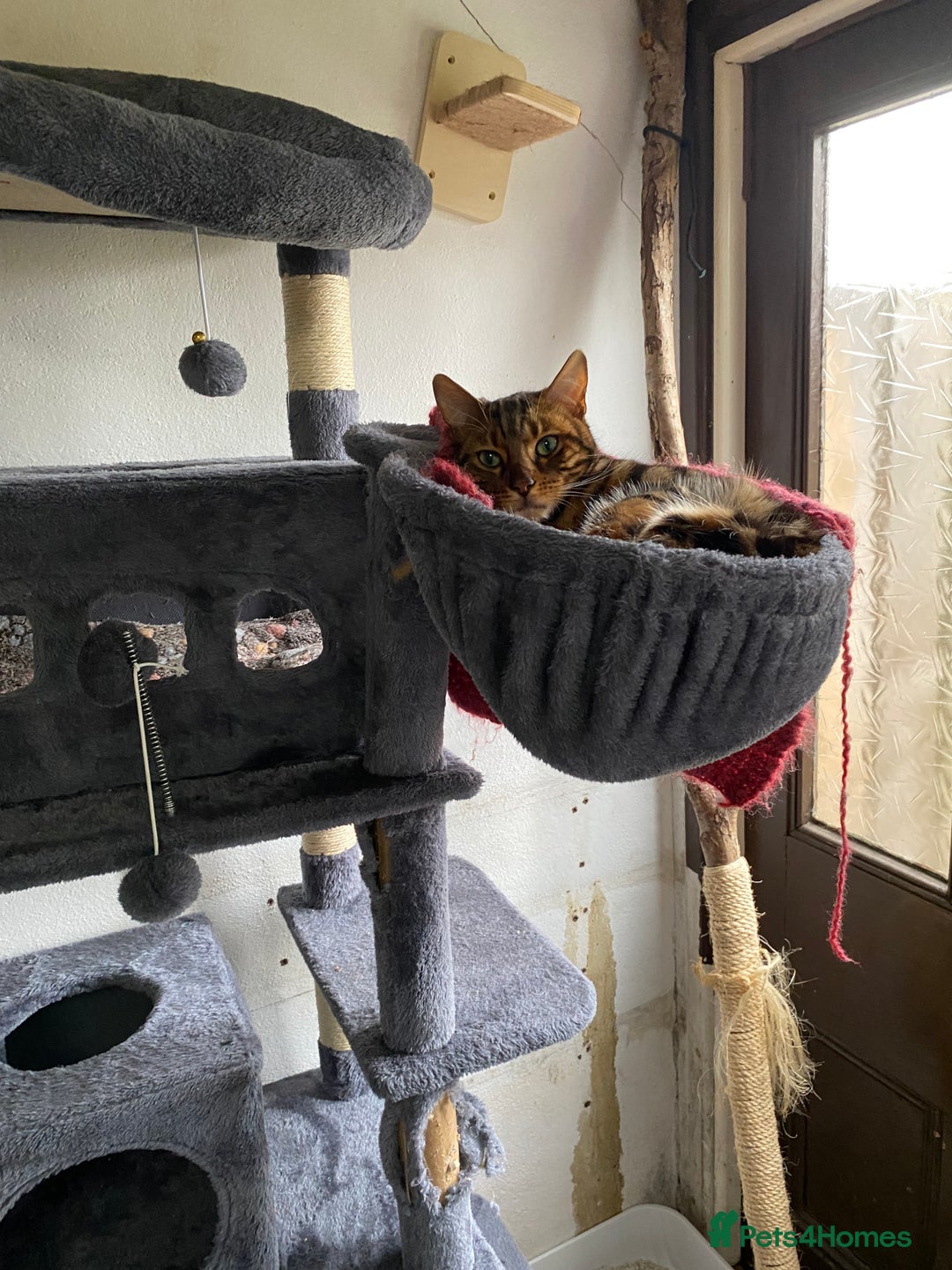 Bengal cats for sale: Mr simba - Advert 2