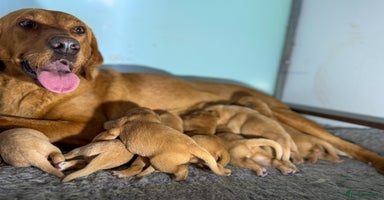 Labrador Retriever dogs - Advert 14