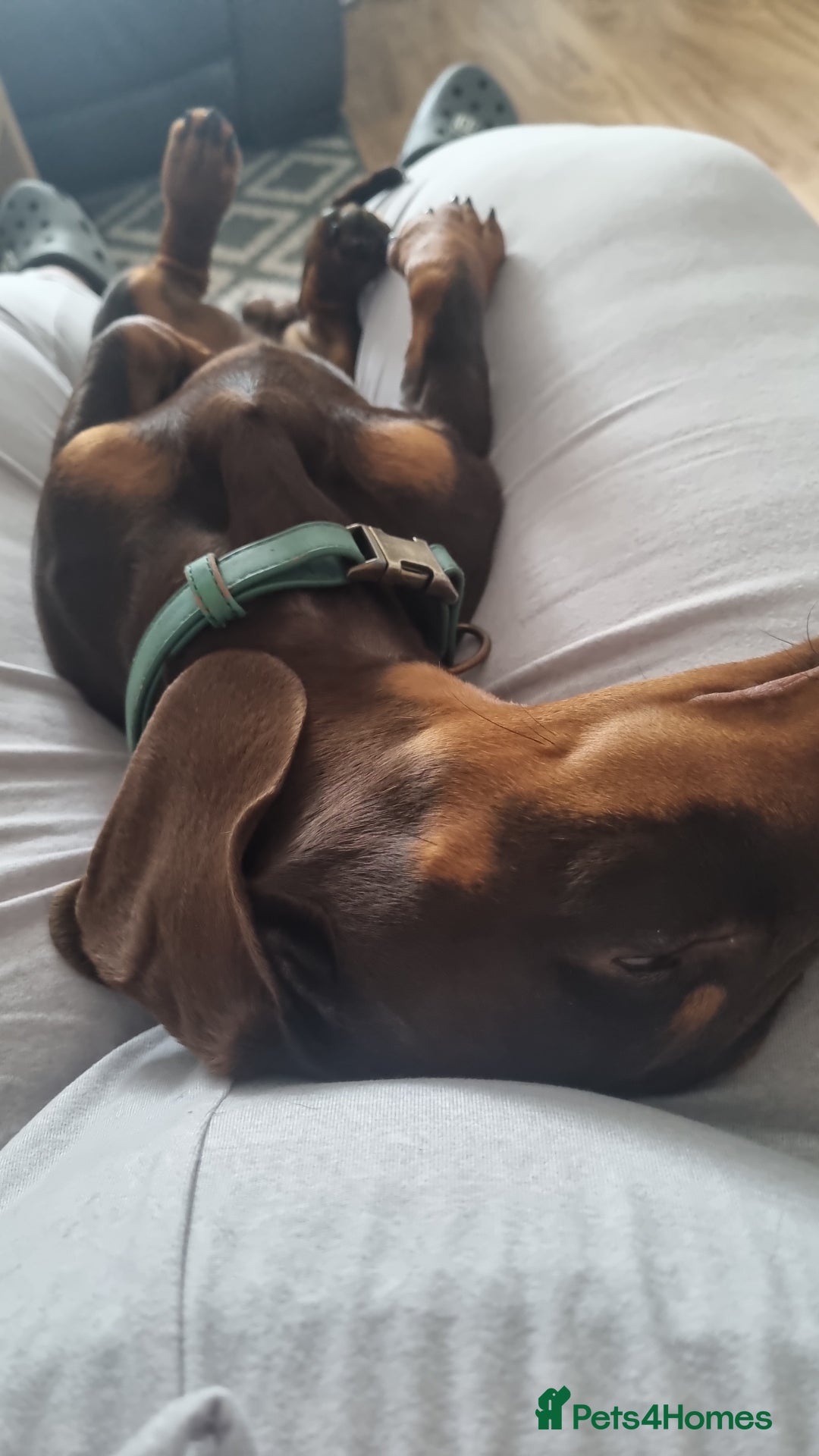 Miniature Dachshund dogs for stud: Proven Miniature Dashhound For Stud  - Advert 9