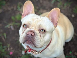 French Bulldog dogs French Bulldog Stud 💥 Proven ✅ in Cannock - Advert 21