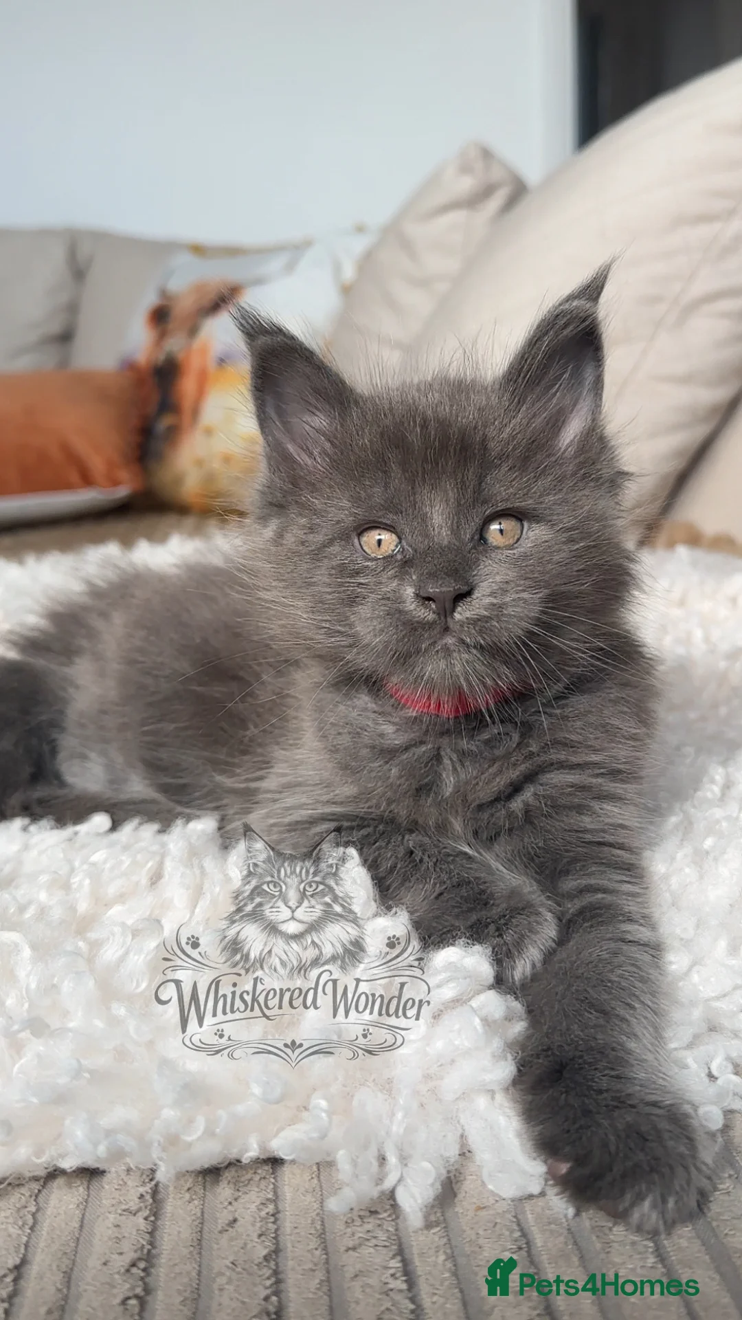 Maine Coon cats for sale: Odd Eyes Maine Coon kittens | Champion Lines - Advert 17