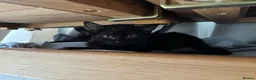 Mixed Breed cats for sale: Kittens in Morpeth - Advert 8