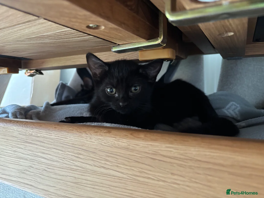 Mixed Breed cats for sale: Kittens in Morpeth - Advert 8