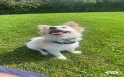 Pomeranian dogs for sale: 6 month old Hoshi - Image 4