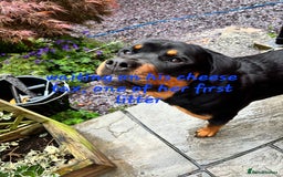 Rottweiler dogs for sale: Rottweiler puppies  - Image 24