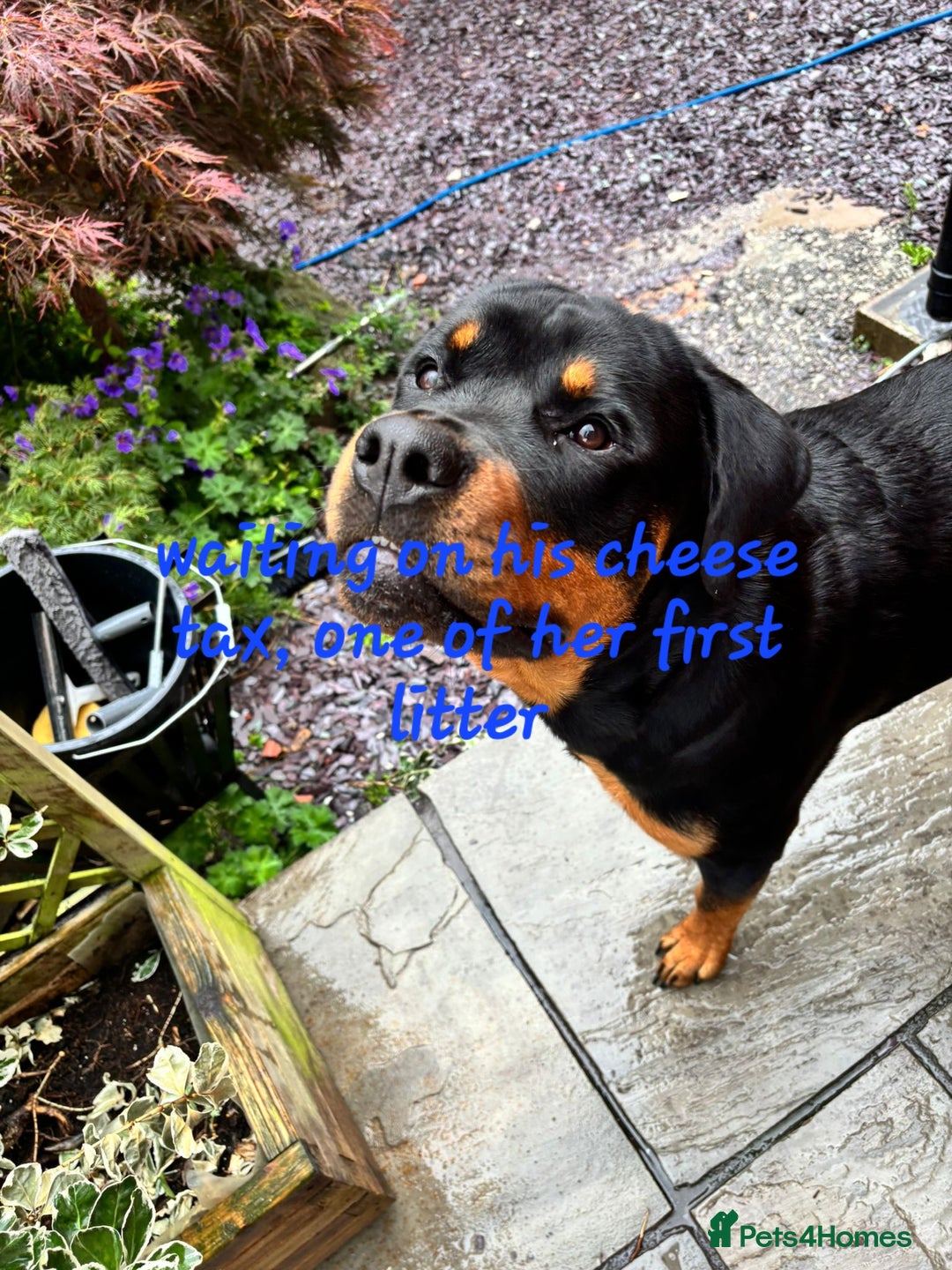 Rottweiler dogs for sale: Rottweiler puppies  - Image 24