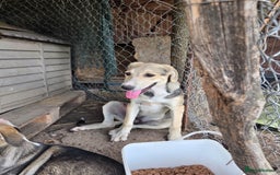 Mixed Breed dogs for adoption: Sweet, Friendly Young RUBY - for a Loving Family - Advert 1