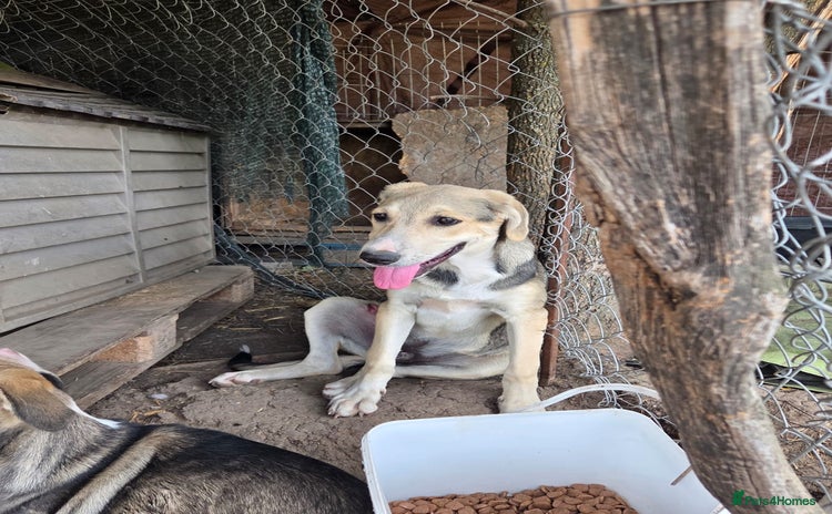 Mixed Breed dogs Sweet, Friendly Young RUBY - for a Loving Family - Advert 4
