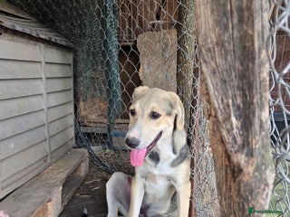 Mixed Breed dogs Sweet, Friendly Young RUBY - for a Loving Family - Advert 5