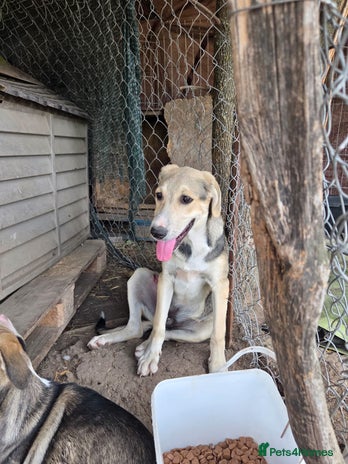 Mixed Breed dogs Sweet, Friendly Young RUBY - for a Loving Family - Advert 2
