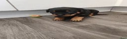Rottweiler dogs for sale: Rottweiler puppies  - Advert 5