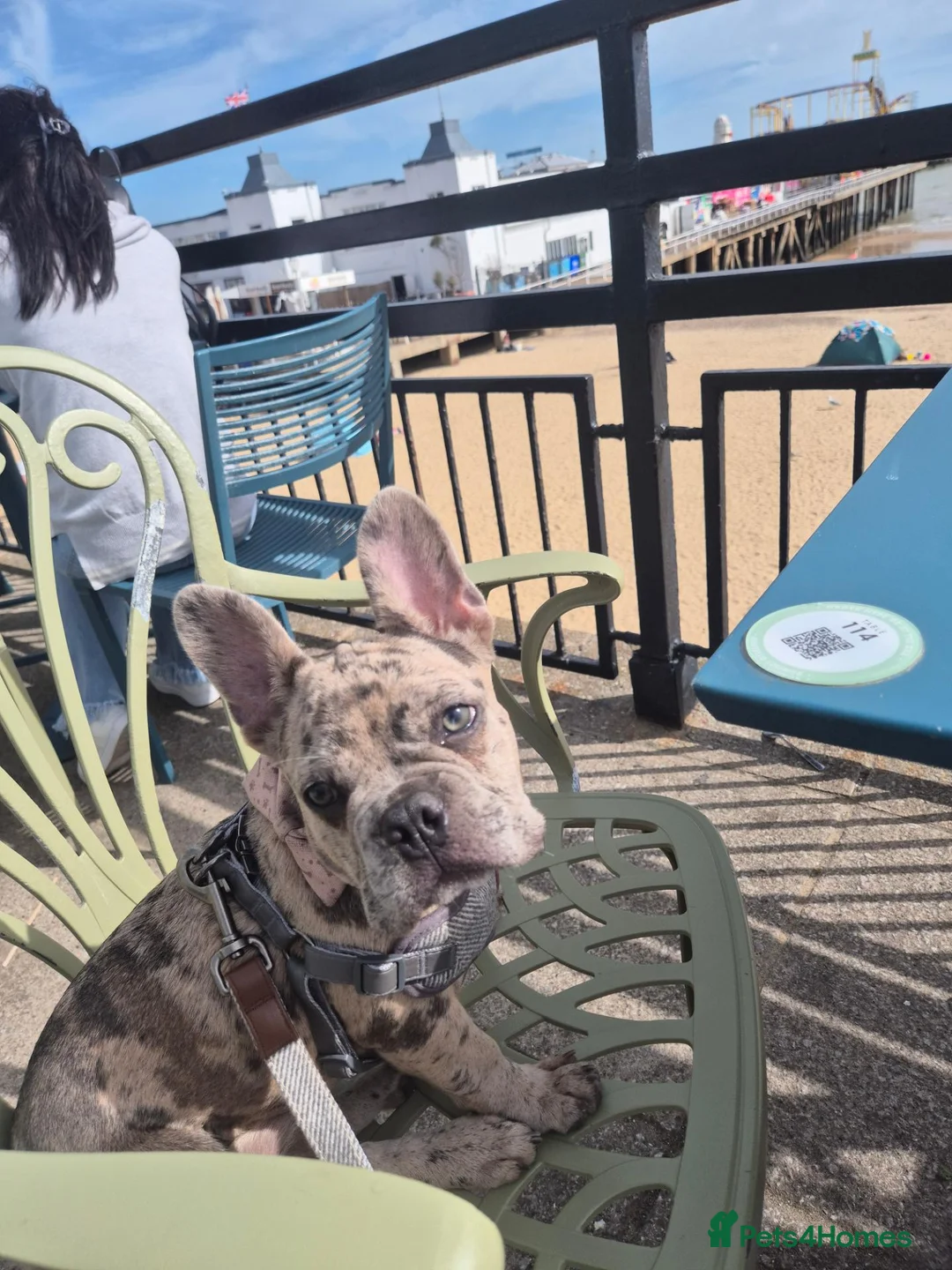 French Bulldog dogs for sale: Beautiful merle french bulldog  - Advert 2