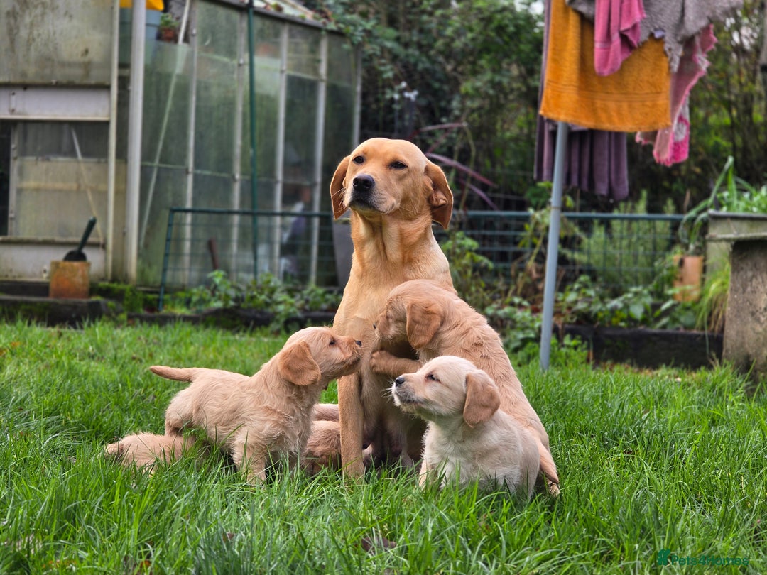 Labradoodle dogs for sale: F1 MINI LABRADOODLES ready to leave 3rd dec  - Advert 25