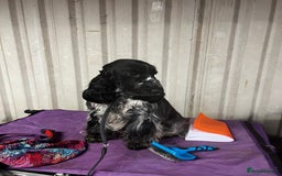 Cocker Spaniel dogs for stud: Show Cocker Spaniel FOR STUD - Image 1