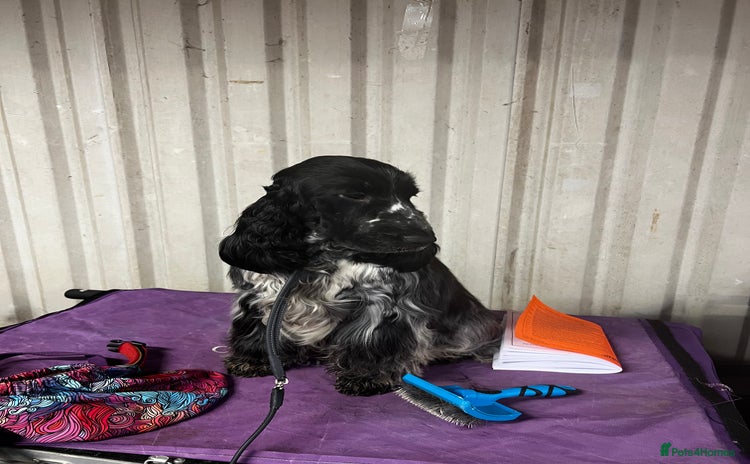 Cocker Spaniel dogs - Advert 1