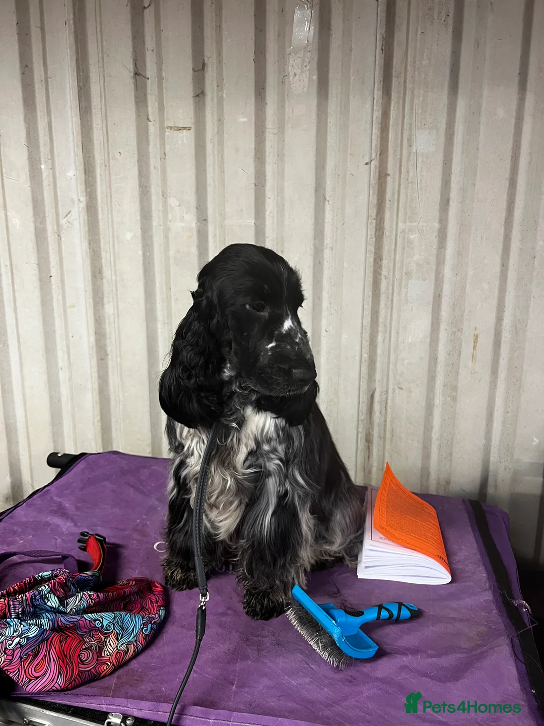 Cocker Spaniel dogs for stud: Show Cocker Spaniel FOR STUD - Advert 2