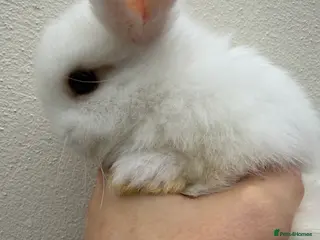 Mini Lop rabbits Purebred mini lops *Avail to Reserve - Advert 8